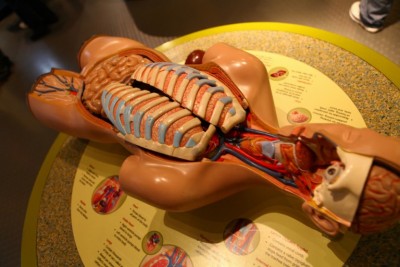 Science body dissection model