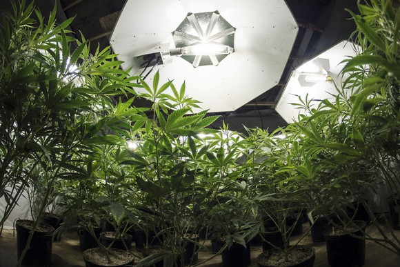 marijuana-plants-under-grow-lights-getty_large