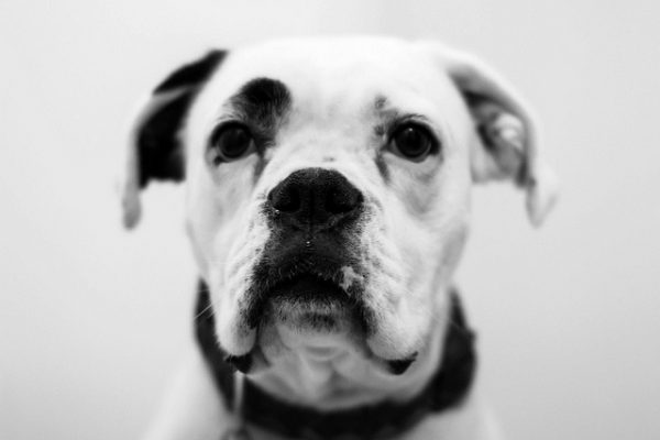 dog-black-and-white