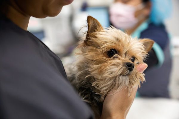 Veterinarians say that helping suffering animals and stressed-out owners can become grueling. 