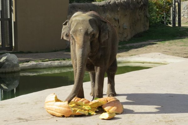 Dolly, a 7,000-pound, 51 year-old, female Asian elephant smashed a 450-pound pumpkin at todays 11:30 a.m. Toyota Elephant Passage demonstration. Todays pachyderm pumpkin pulverization kicked off the first day of Denver Zoos two-weekend Boo At The Zoo celebration. The pumpkin was donated by giant pumpkin hobbyist Brian Deevy. It was filled with two of her favorite treats, romaine lettuce and monkey chow, which are biscuits for herbivores made of grasses, vitamins and grains, similar in look and texture to dog biscuits.